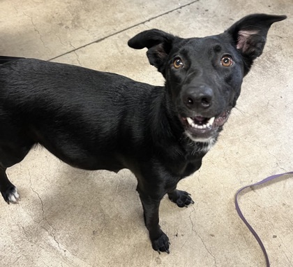 Kala, an adoptable Mixed Breed in Eugene, OR, 97402 | Photo Image 2