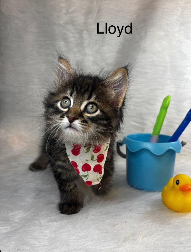 Lloyd