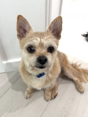 ODDIE, Adult Male unknown