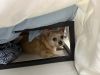 ODDIE photo 3