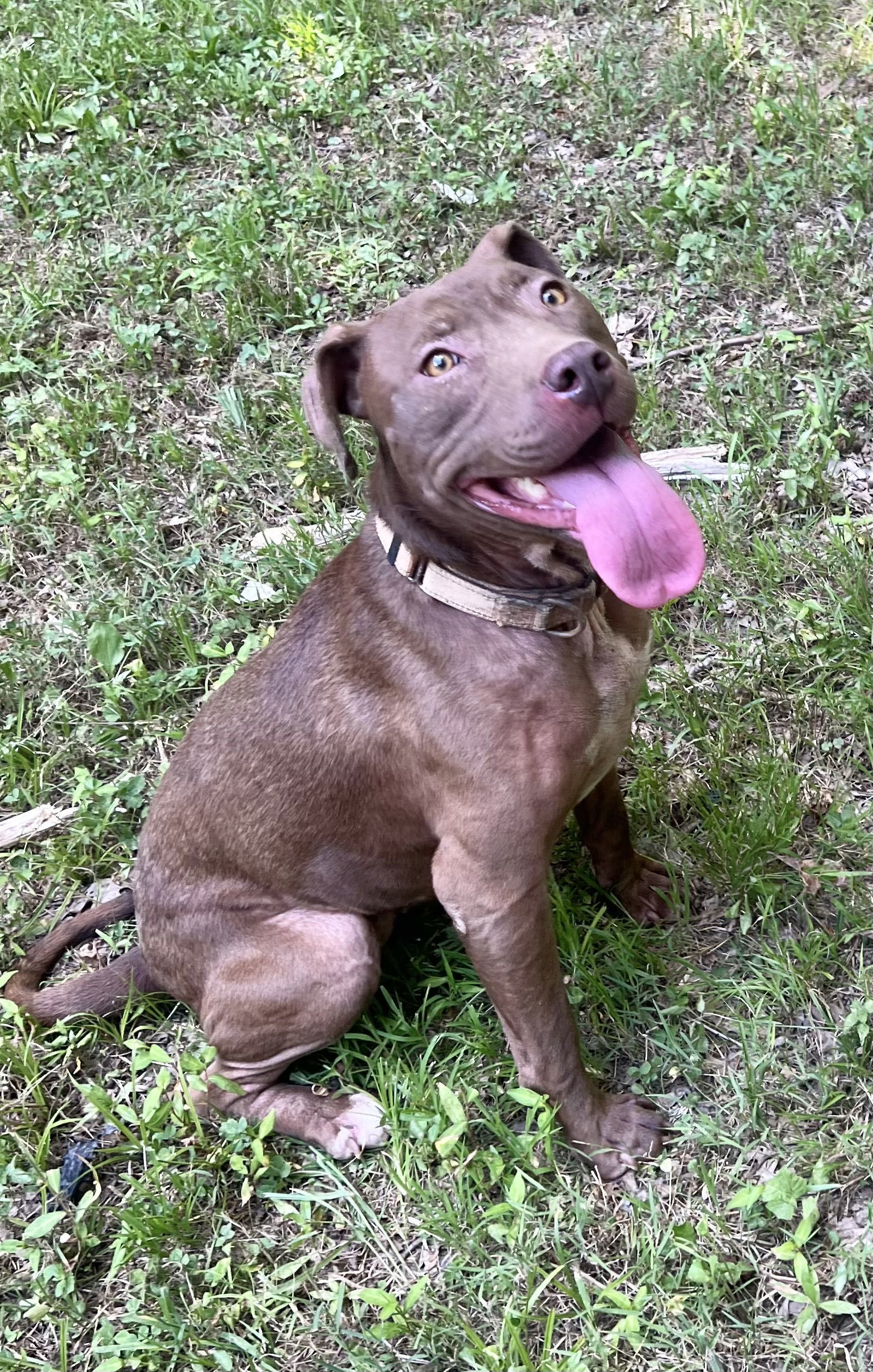 Cocoapup Needs foster/adopter