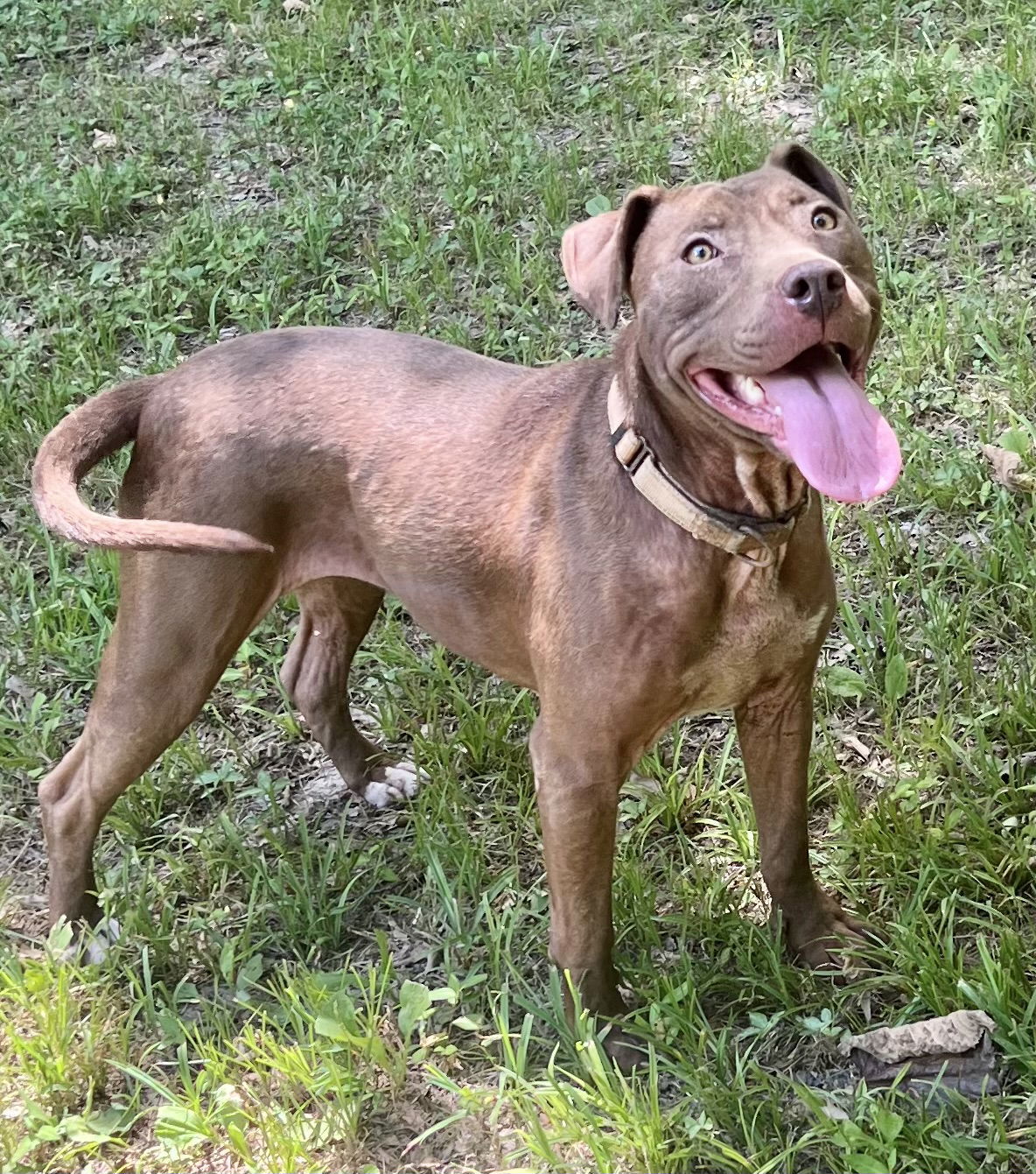 Cocoapup Needs foster/adopter