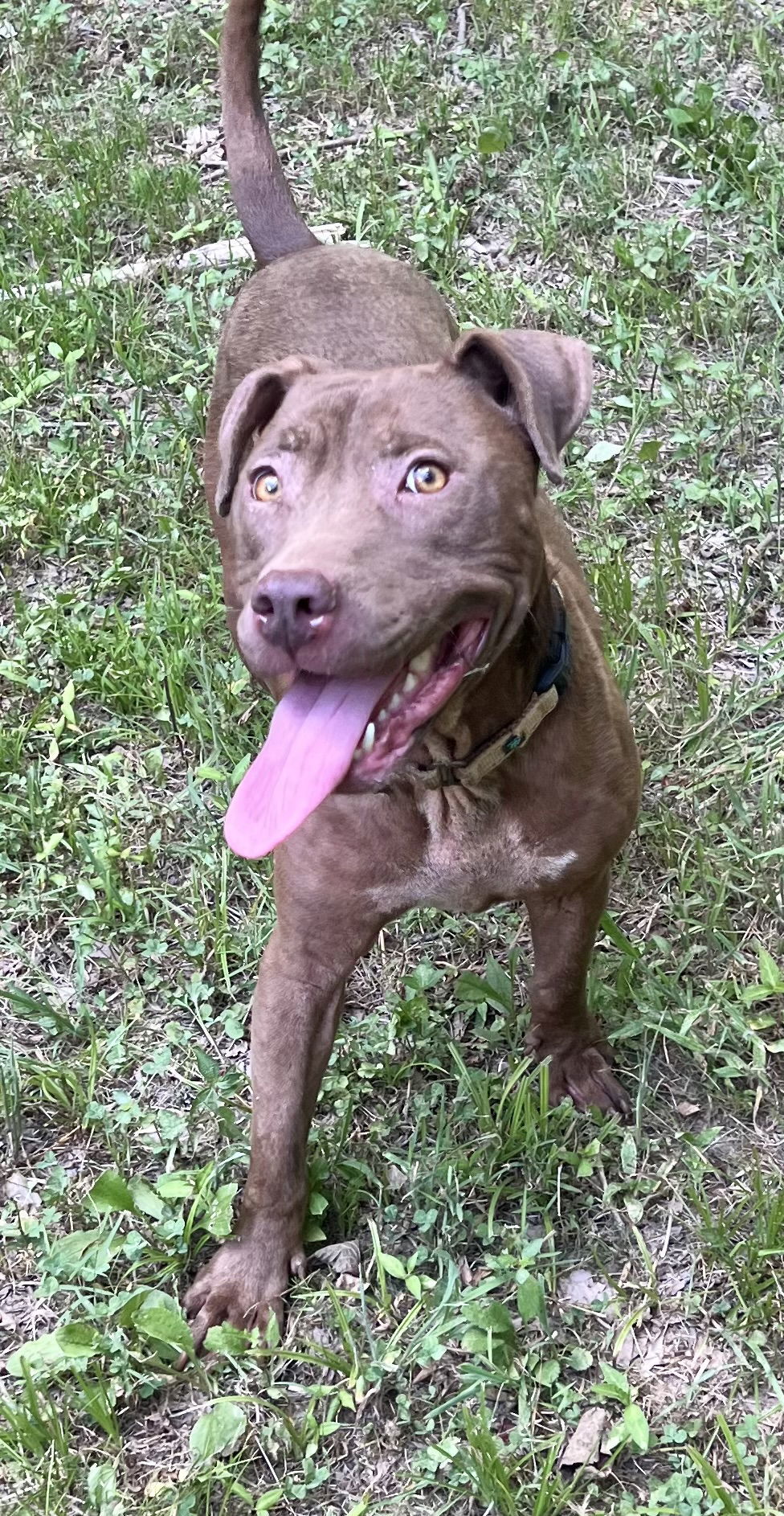 Cocoapup Needs foster/adopter