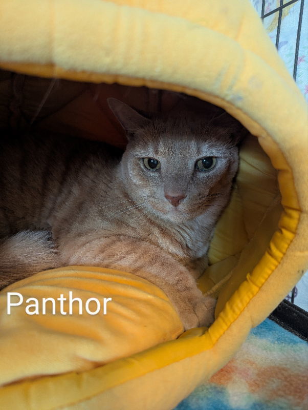 Panthor