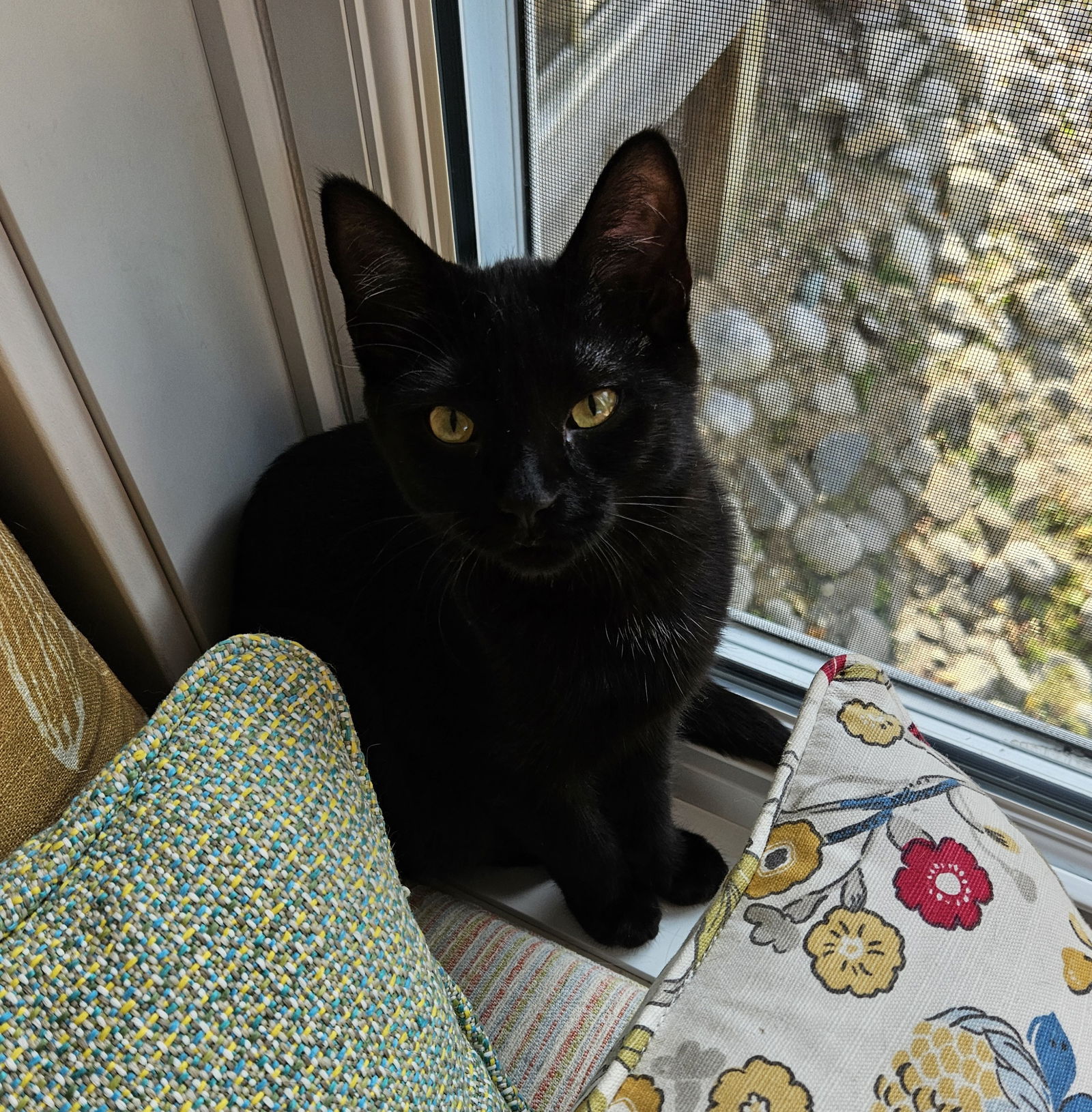 Violet, an adoptable Domestic Short Hair in Traverse City, MI, 49686 | Photo Image 1