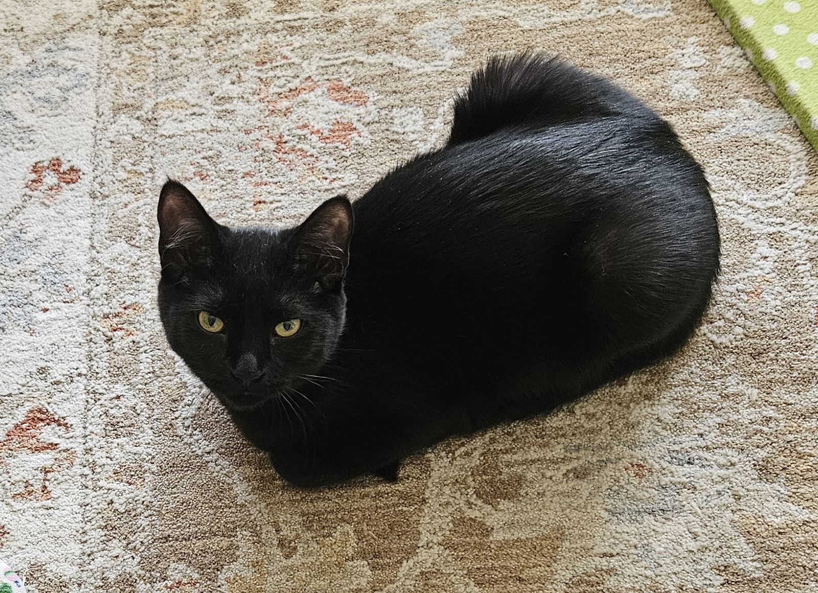 Violet, an adoptable Domestic Short Hair in Traverse City, MI, 49686 | Photo Image 2