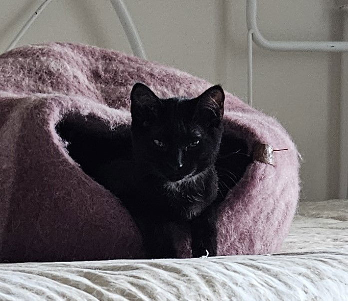 Violet, an adoptable Domestic Short Hair in Traverse City, MI, 49686 | Photo Image 3