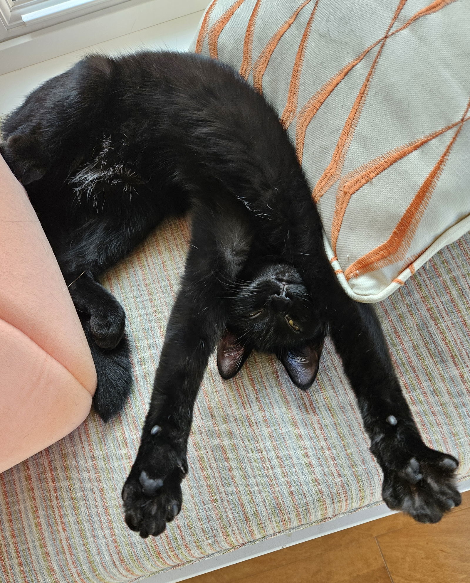 Lettie, an adoptable Domestic Short Hair in Traverse City, MI, 49686 | Photo Image 1