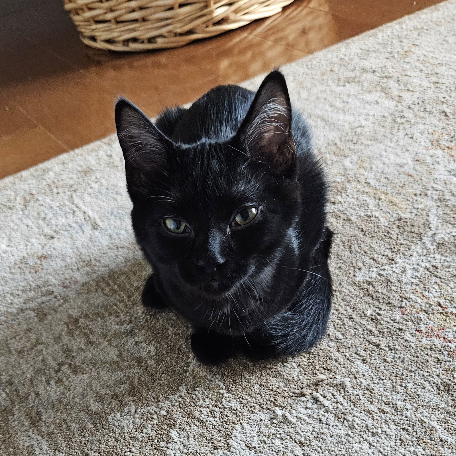 Lettie, an adoptable Domestic Short Hair in Traverse City, MI, 49686 | Photo Image 3