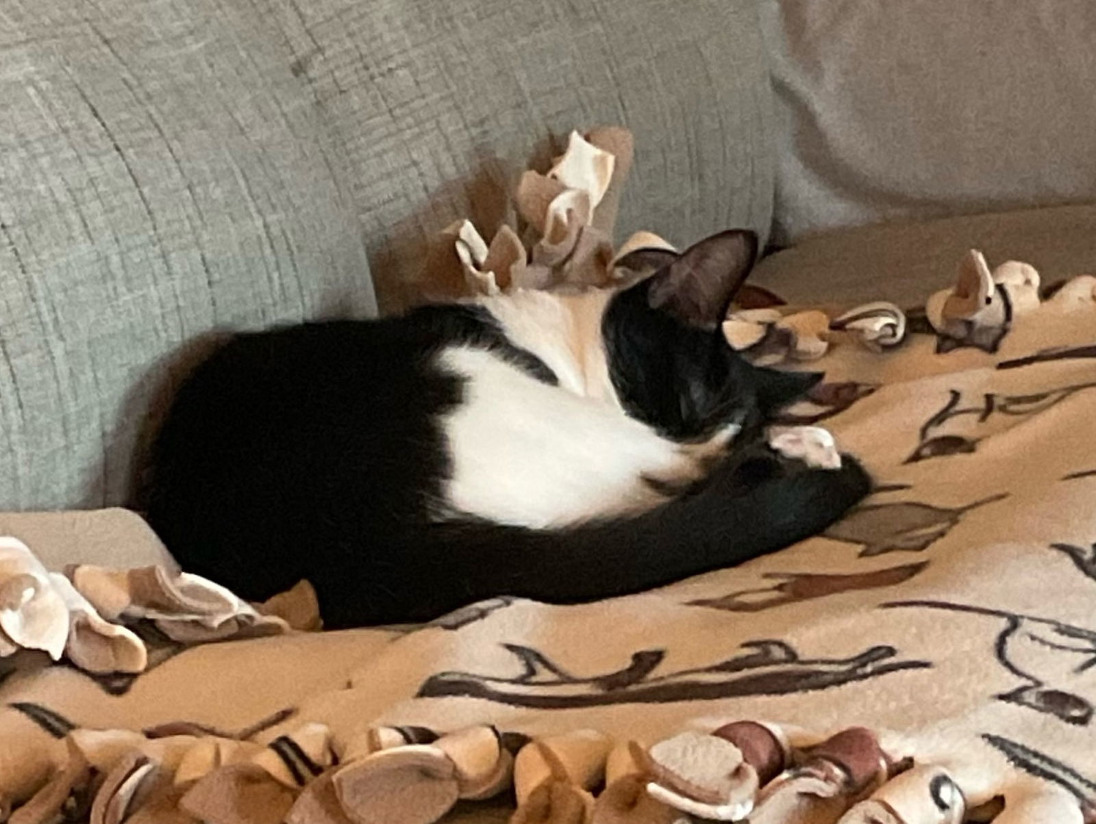 Ember, an adoptable Domestic Medium Hair, Tuxedo in Traverse City, MI, 49686 | Photo Image 1