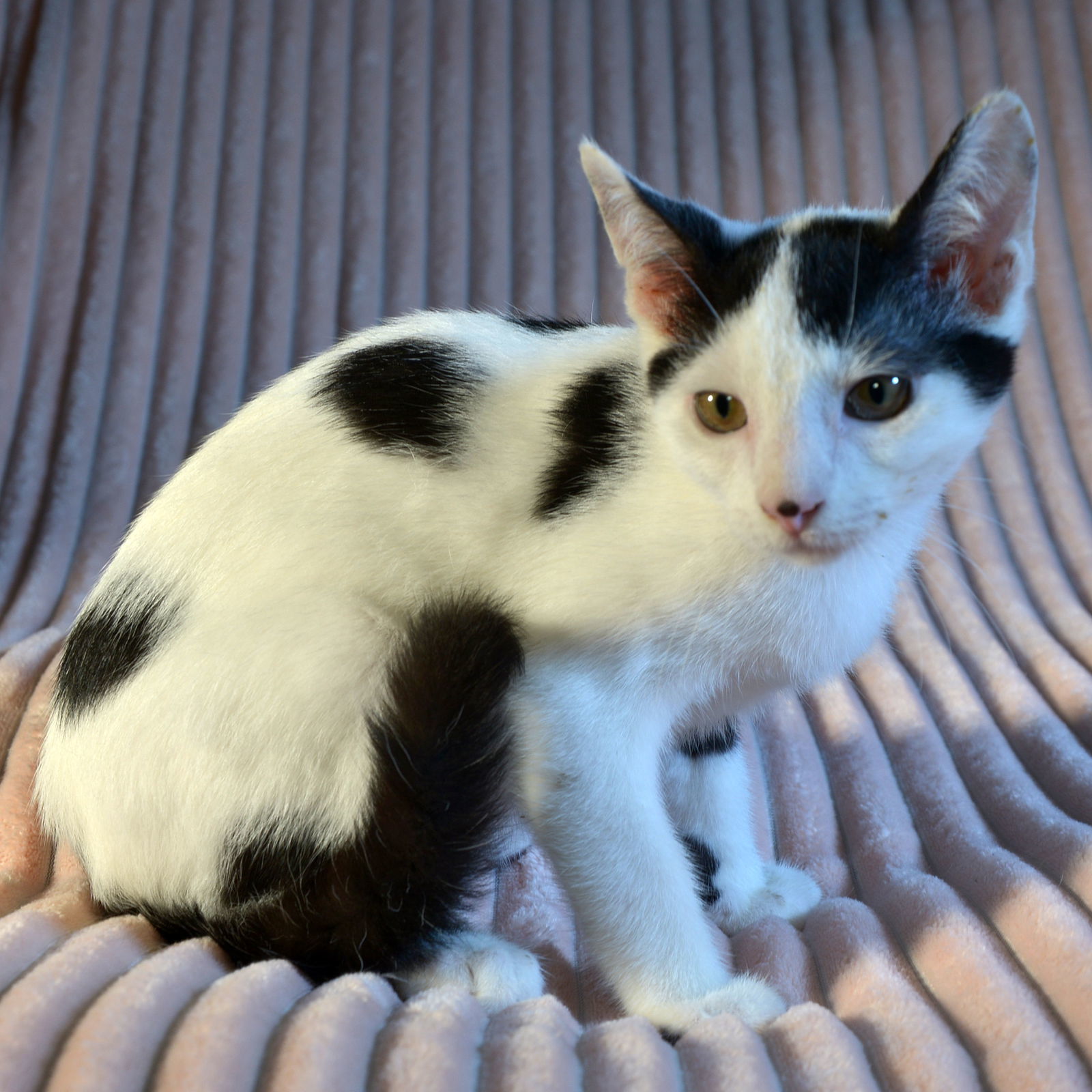 Ping, an adoptable Domestic Short Hair in Traverse City, MI, 49686 | Photo Image 1