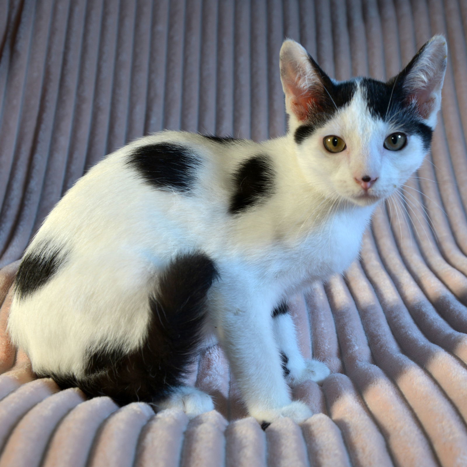 Ping, an adoptable Domestic Short Hair in Traverse City, MI, 49686 | Photo Image 2