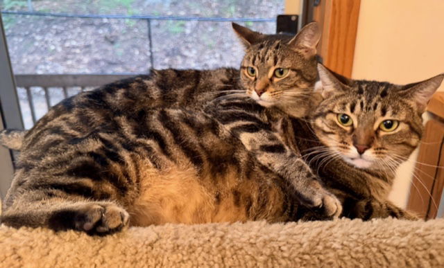 Lucy, an adoptable Domestic Short Hair, Tabby in Traverse City, MI, 49686 | Photo Image 3