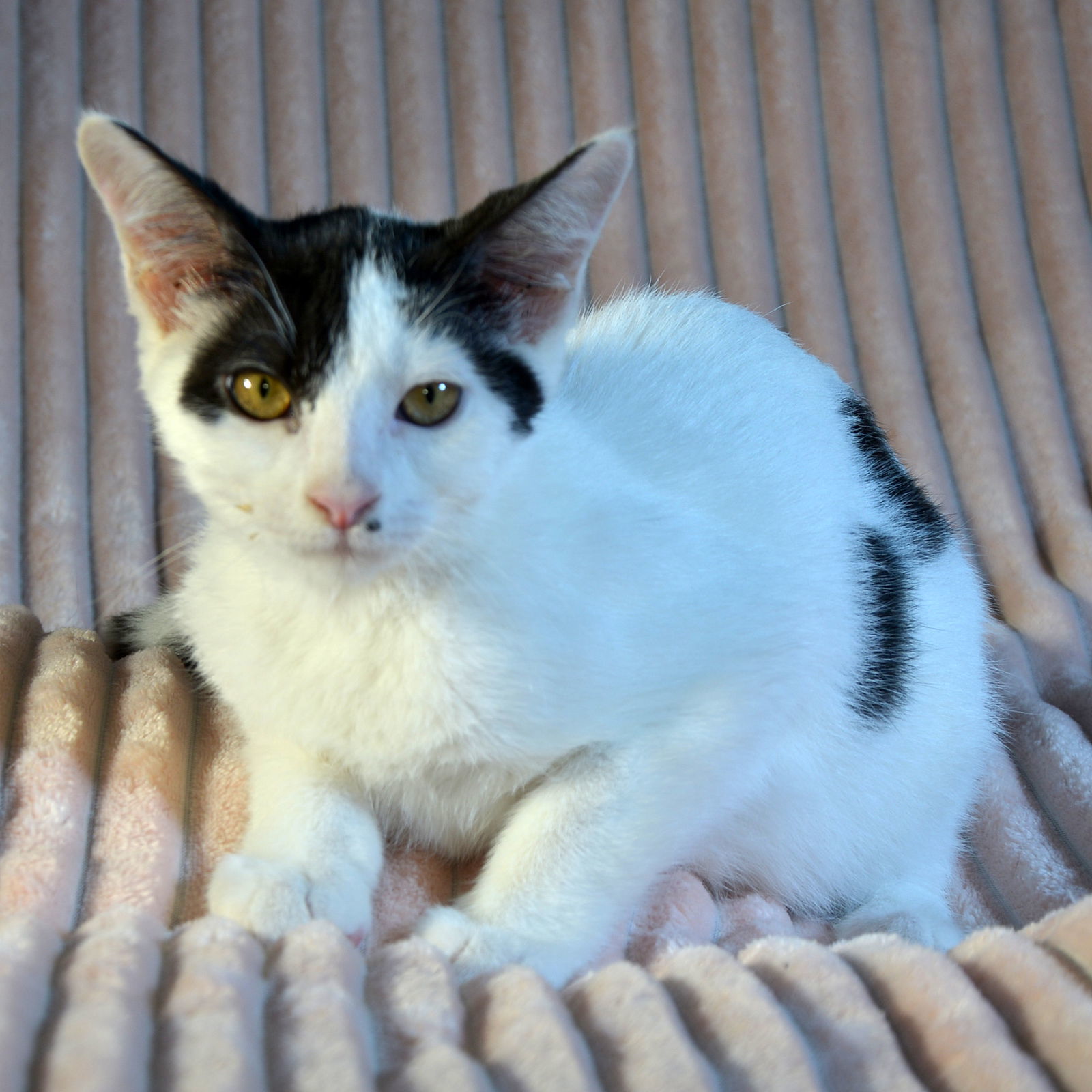 Callaway, an adoptable Domestic Short Hair in Traverse City, MI, 49686 | Photo Image 1