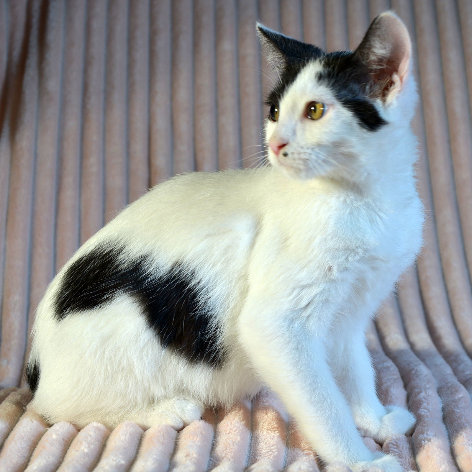 Callaway, an adoptable Domestic Short Hair in Traverse City, MI, 49686 | Photo Image 2