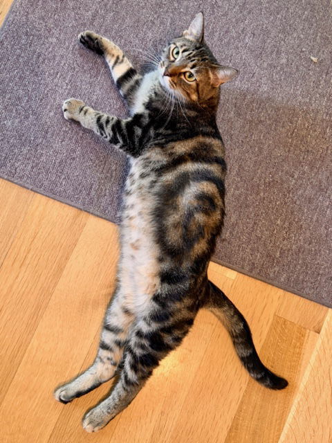 Ethel, an adoptable Domestic Short Hair, Tabby in Traverse City, MI, 49686 | Photo Image 2