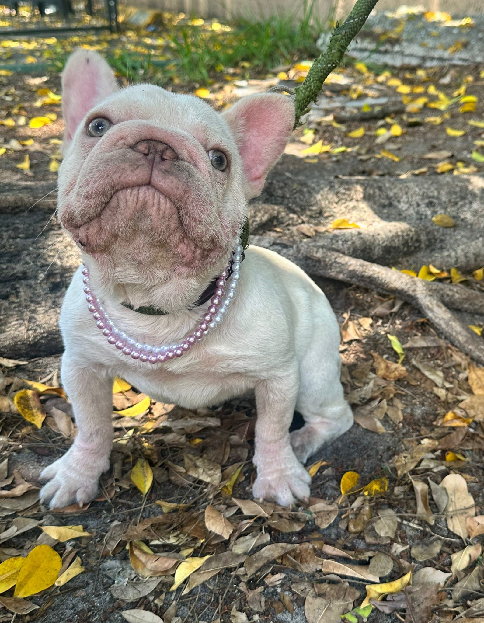 LULU