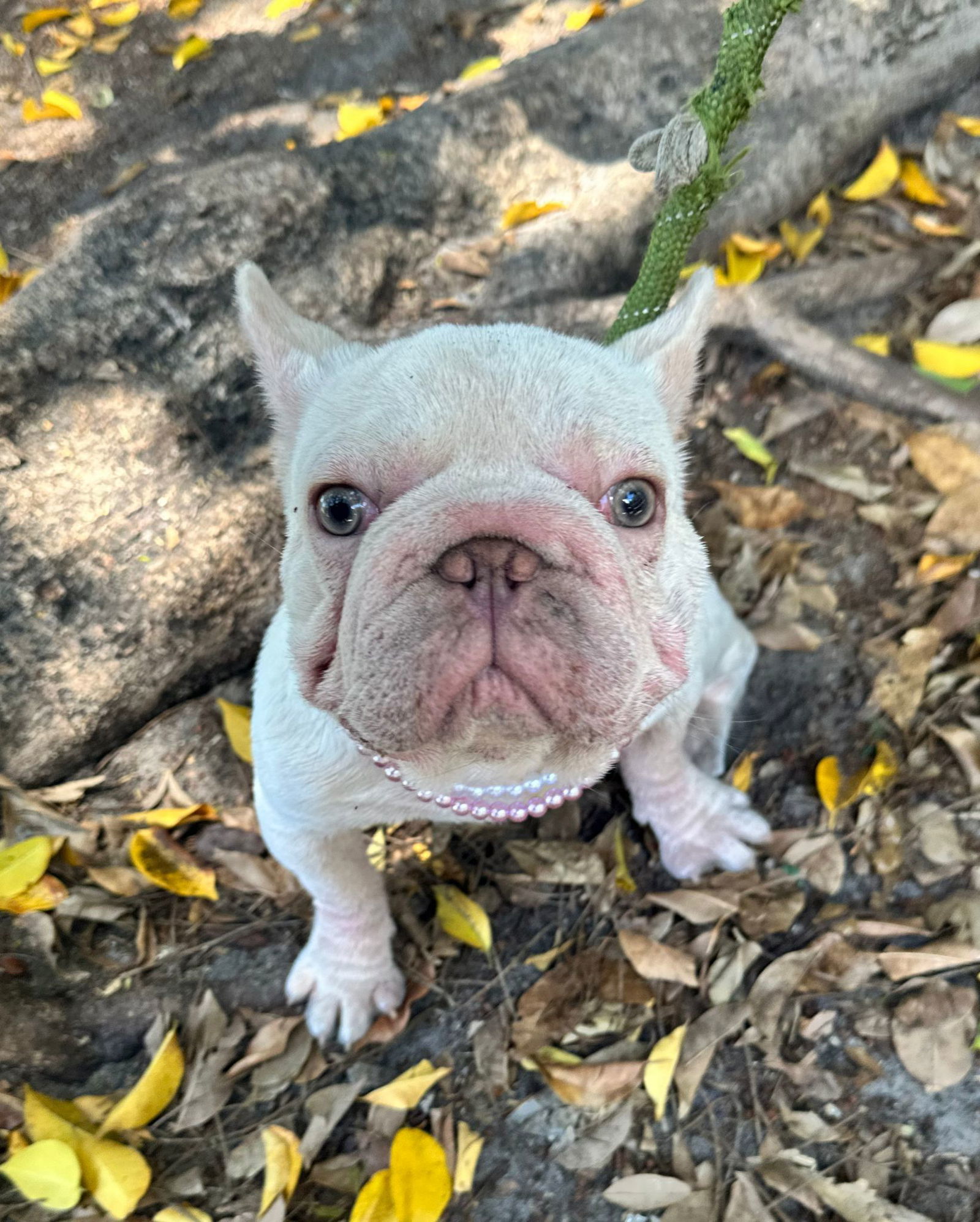 LULU