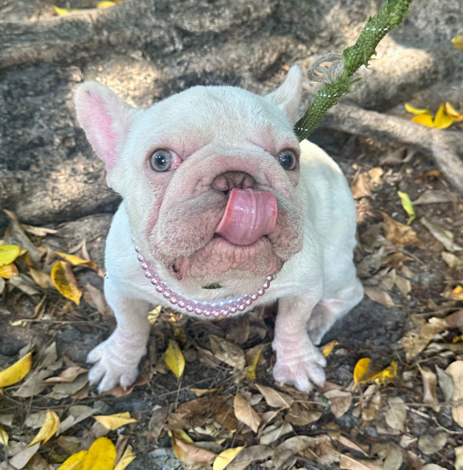 LULU