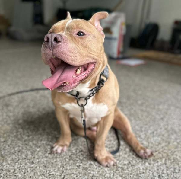 Chonky