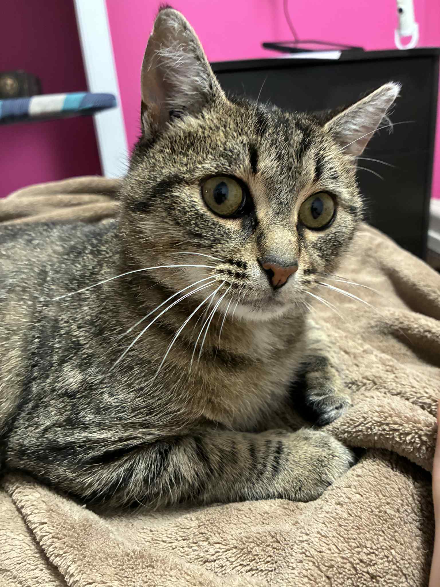 Bluebell, an adoptable Domestic Short Hair in Steinbach, MB, R5G 2B2 | Photo Image 1