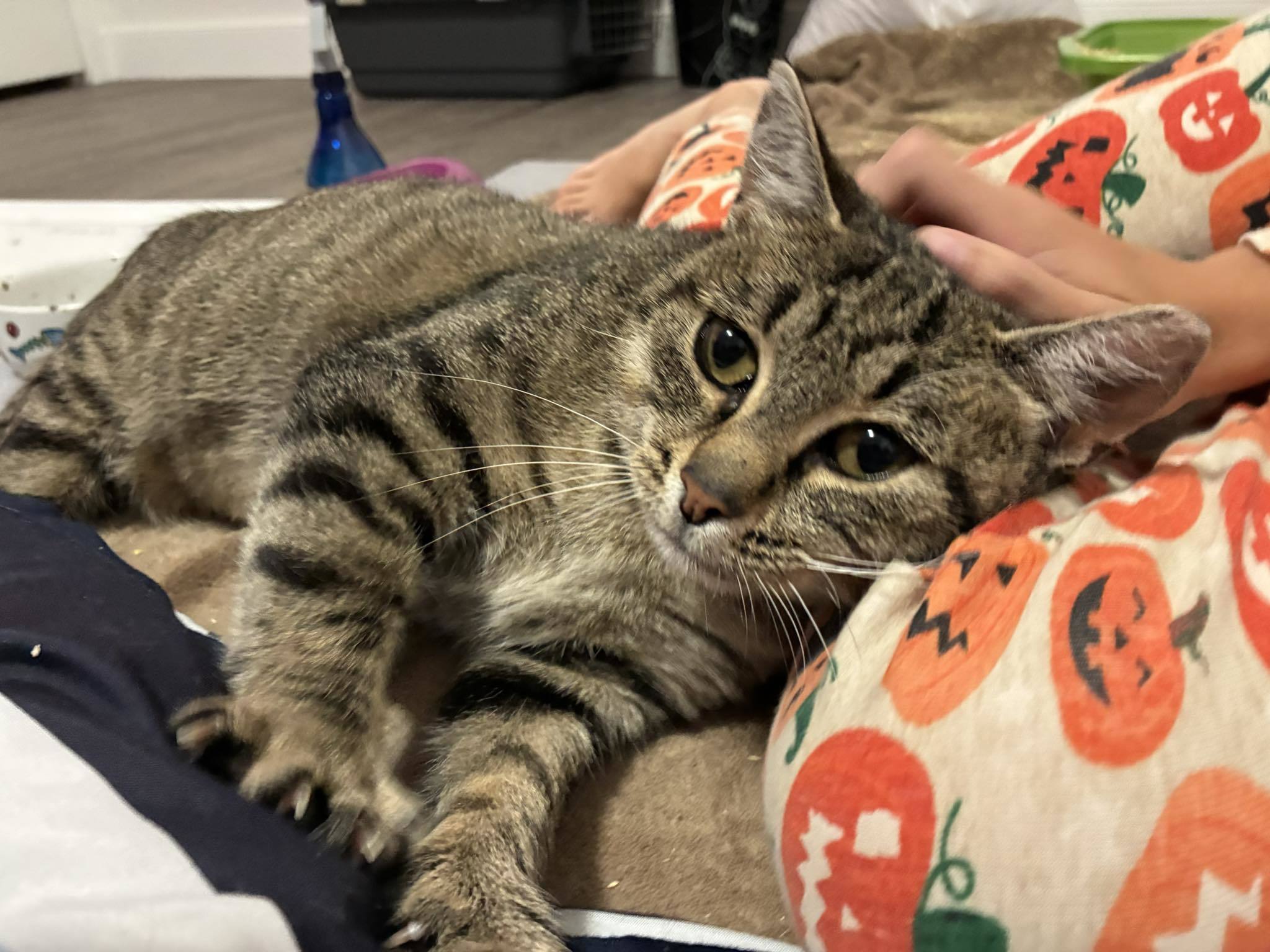 Bluebell, an adoptable Domestic Short Hair in Steinbach, MB, R5G 2B2 | Photo Image 2