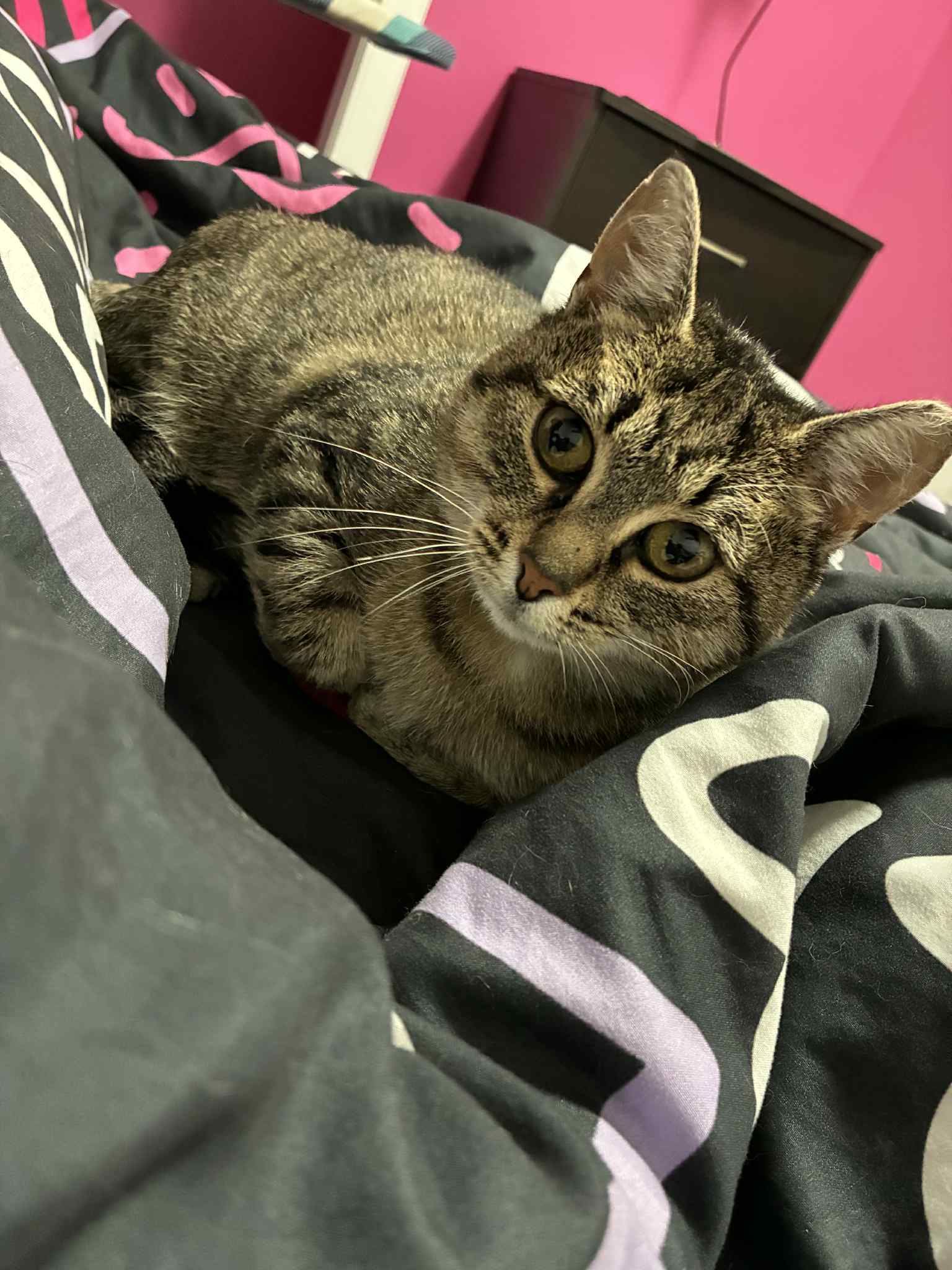 Bluebell, an adoptable Domestic Short Hair in Steinbach, MB, R5G 2B2 | Photo Image 3