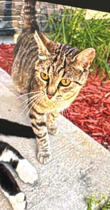 Bluebell, an adoptable Domestic Short Hair in Steinbach, MB, R5G 2B2 | Photo Image 4