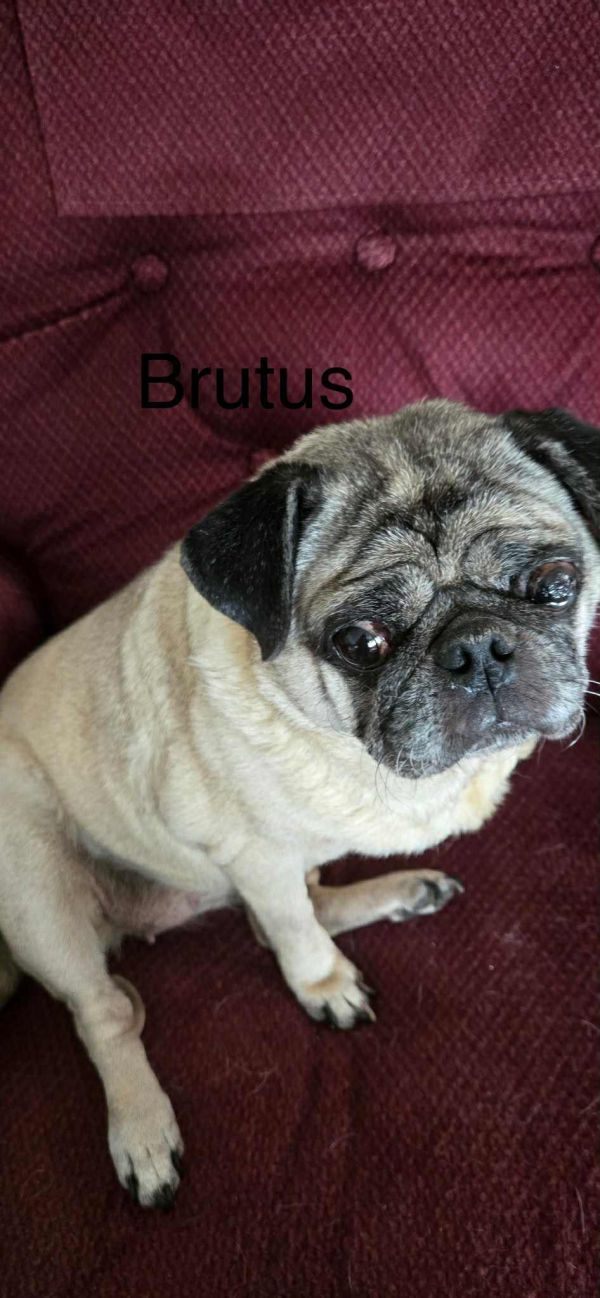 Brutus
