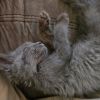 Sage photo 5