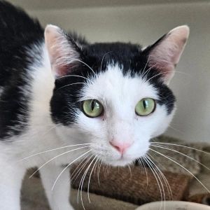 Malik, Adult Male unknown