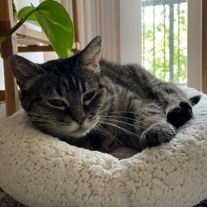 Jk (just Kitty), Senior Female unknown