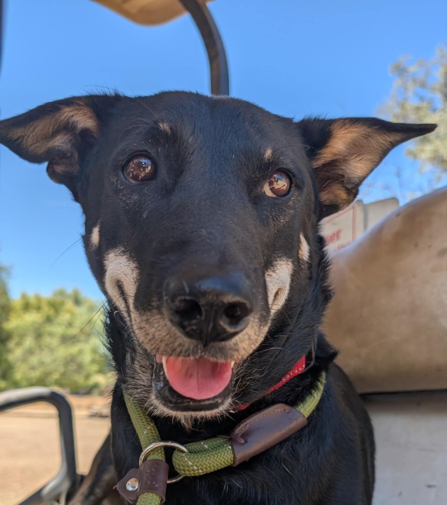 Sharkey (Soi Dog), an adoptable Jindo, Shepherd in San Diego, CA, 92117 | Photo Image 1