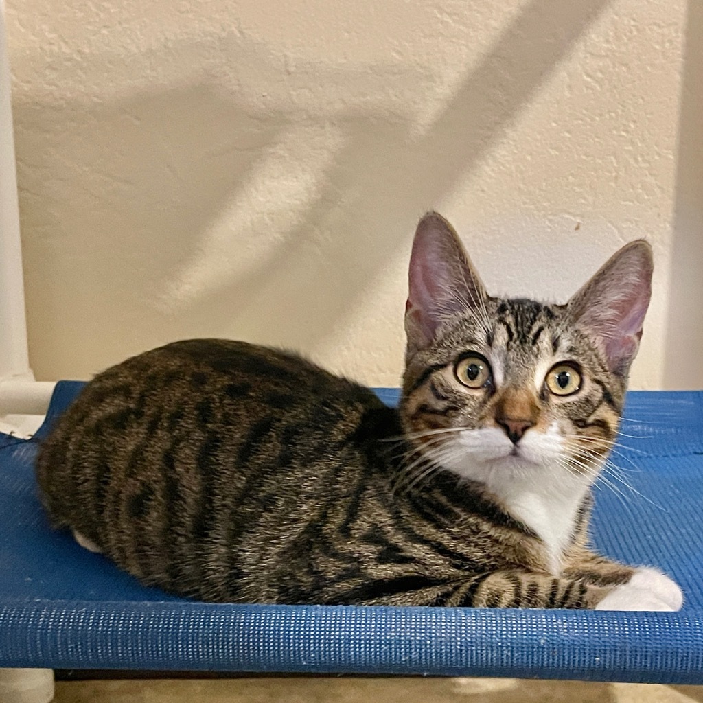 Peeta