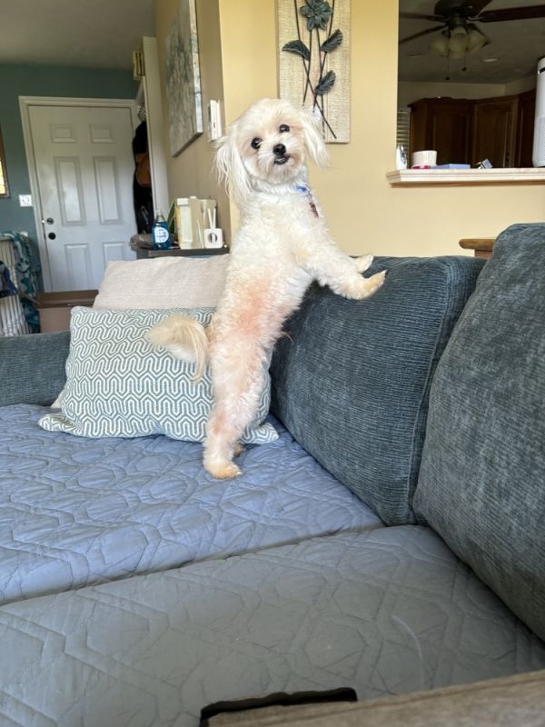Maltese/poodle - Casper