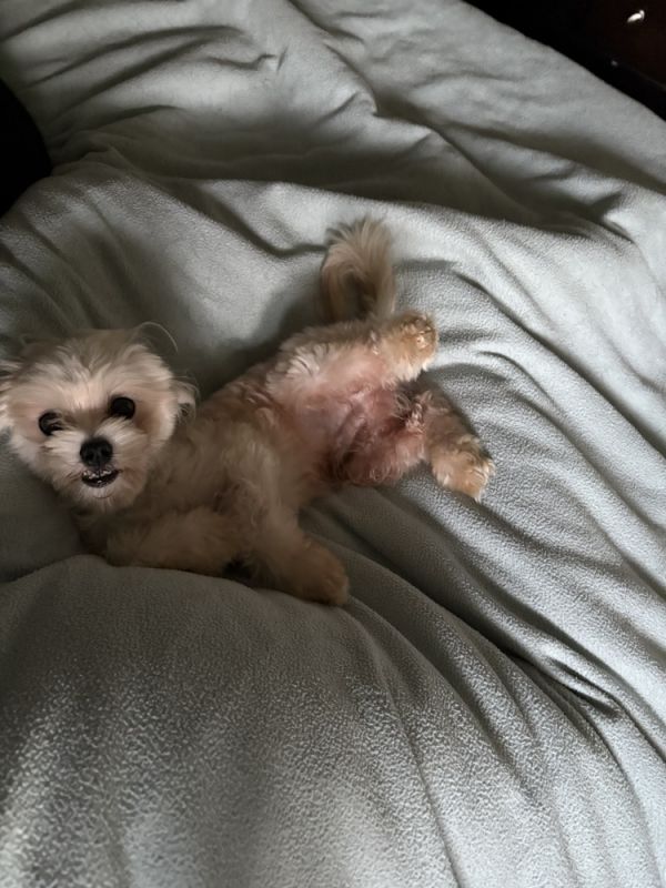 Maltese/poodle - Casper thumbnail 2