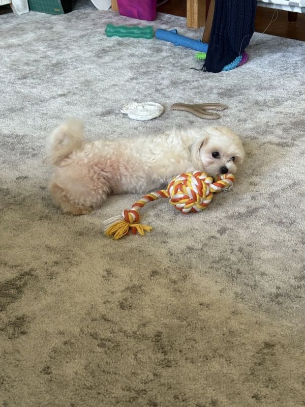 Maltese/poodle - Casper thumbnail 3