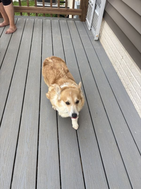 Corgi-bella