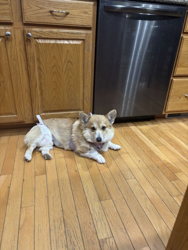 Corgi-bella thumbnail 2