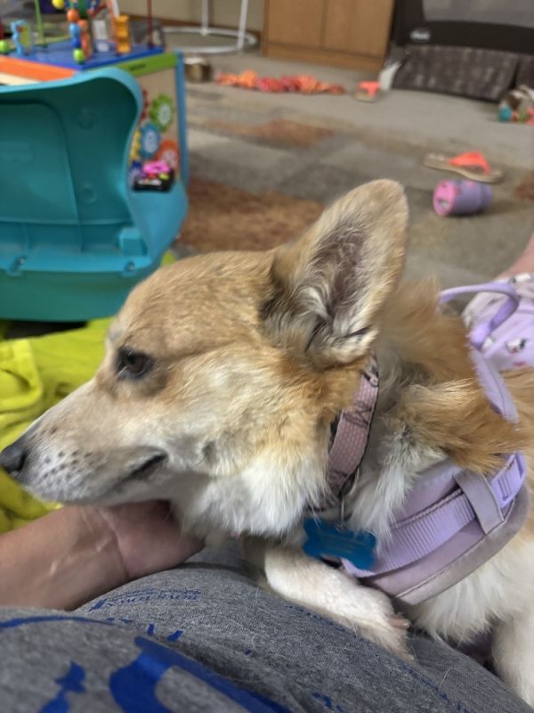 Corgi-bella thumbnail 3