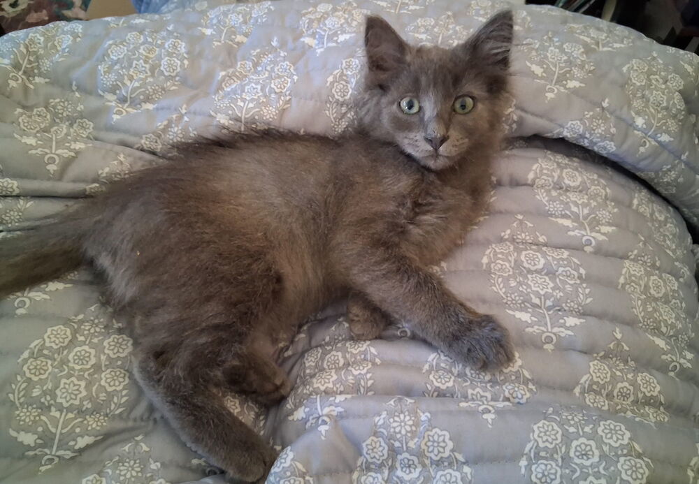 Cubbie, an adoptable Nebelung, Russian Blue in Redlands, CA, 92375 | Photo Image 1