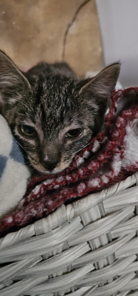 Meatlug