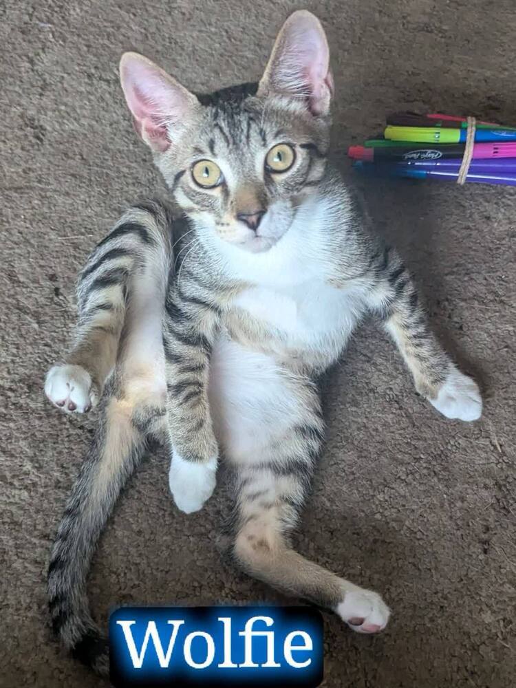 Wolfie