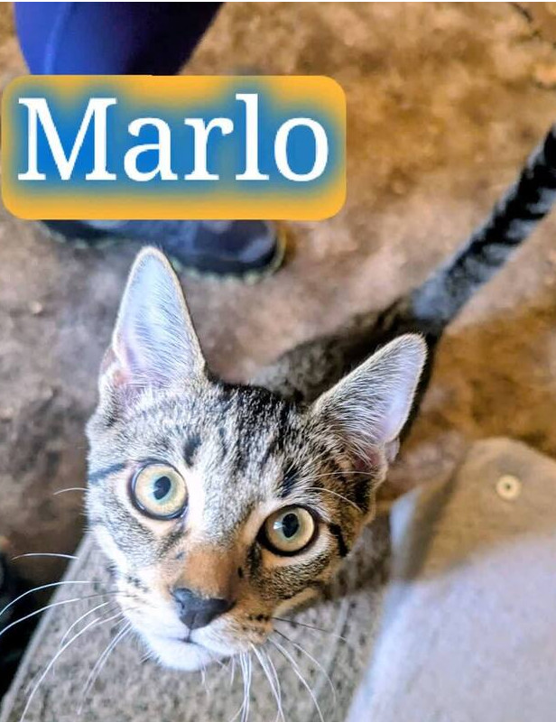 Marlo