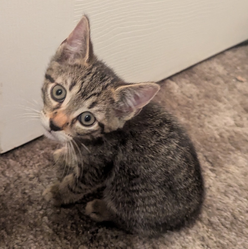 Marlo