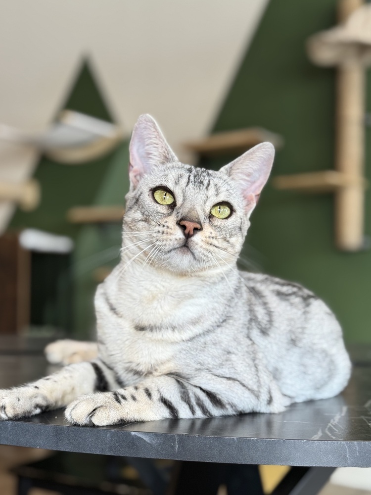 Esther, an adoptable Bengal in Fort collins, CO, 80526 | Photo Image 1