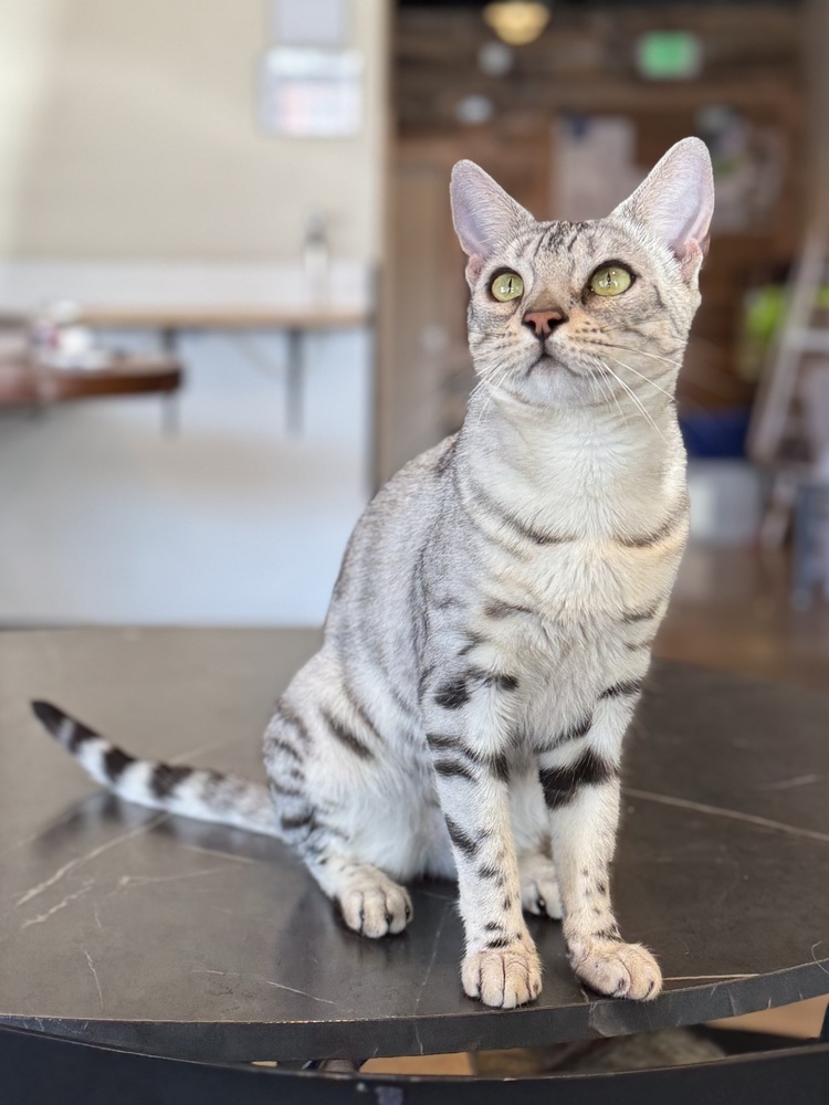 Esther, an adoptable Bengal in Fort collins, CO, 80526 | Photo Image 2