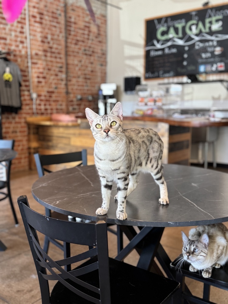 Esther, an adoptable Bengal in Fort collins, CO, 80526 | Photo Image 3