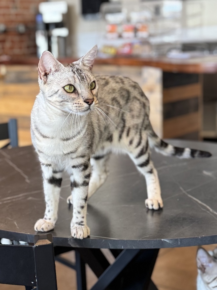 Esther, an adoptable Bengal in Fort collins, CO, 80526 | Photo Image 4
