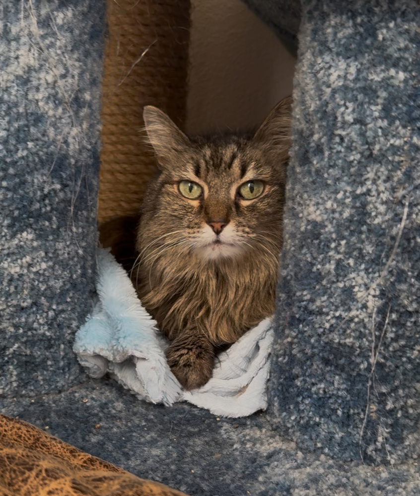 Kiki, an adoptable Domestic Long Hair in Fort collins, CO, 80526 | Photo Image 1